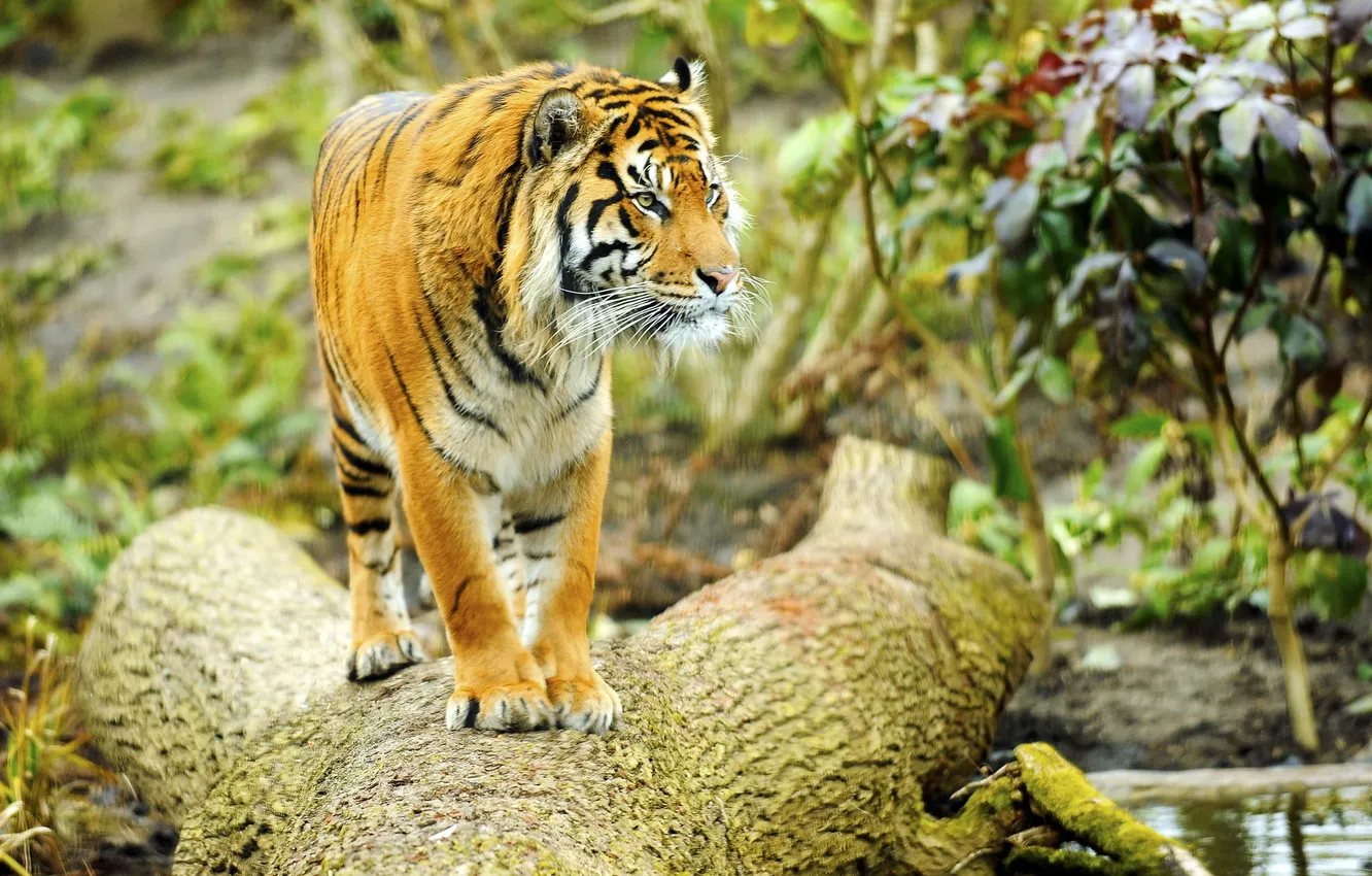 Фото обои взгляд, тигр, дерево, хищник