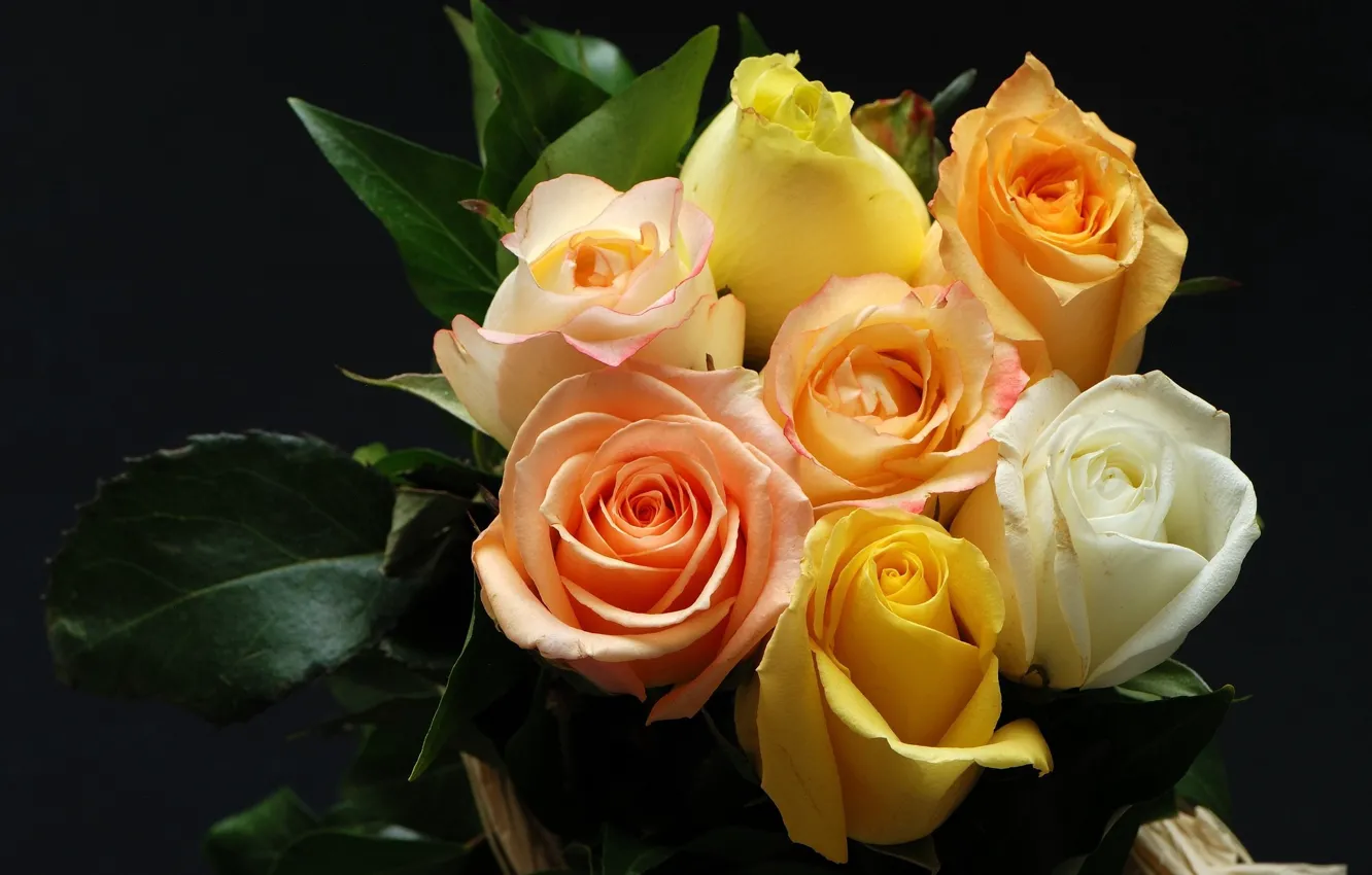 Фото обои листья, темный фон, букет роз