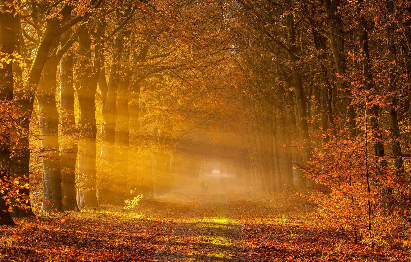 Фото обои дорога, осень, пейзаж, туман