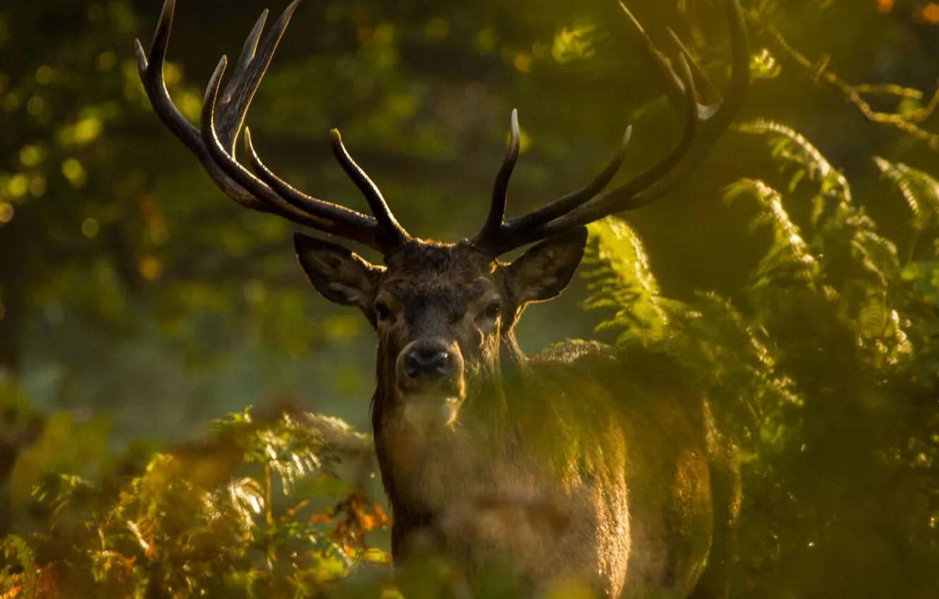 Фото обои horns, animal, wild, vegetation, antlers, ferns, Elk