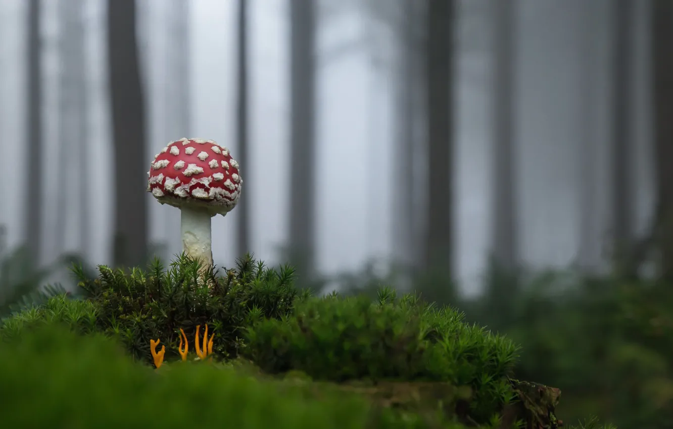 Фото обои лес, гриб, мухомор