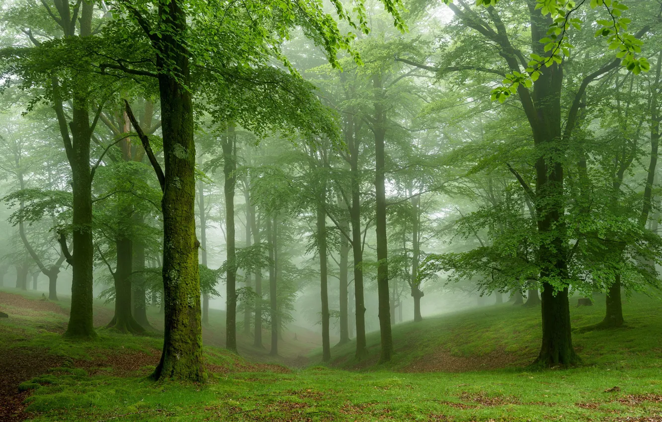 Фото обои зелень, лес, трава, деревья, туман, мох