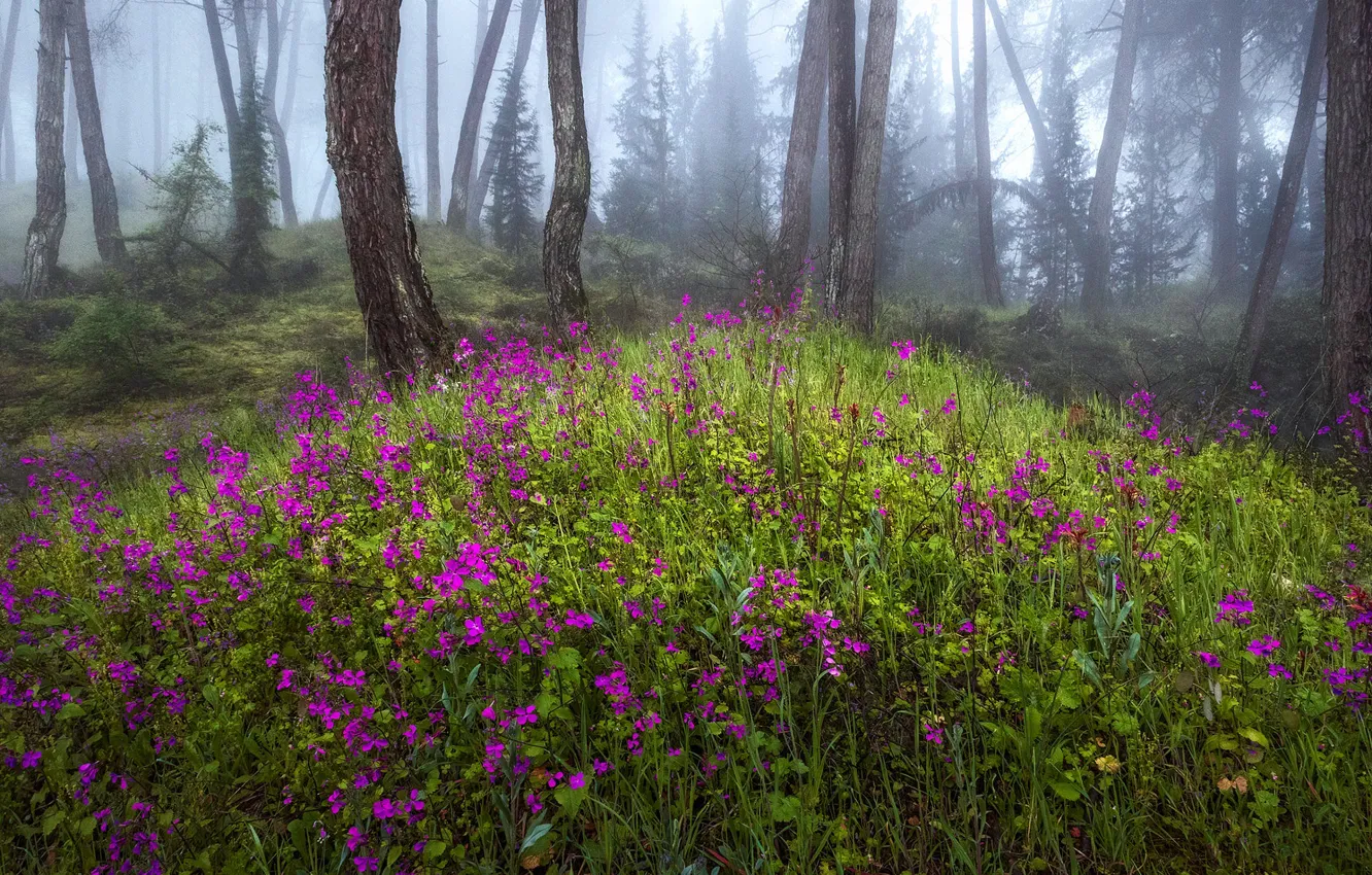 Фото обои лес, цветы, туман, весна