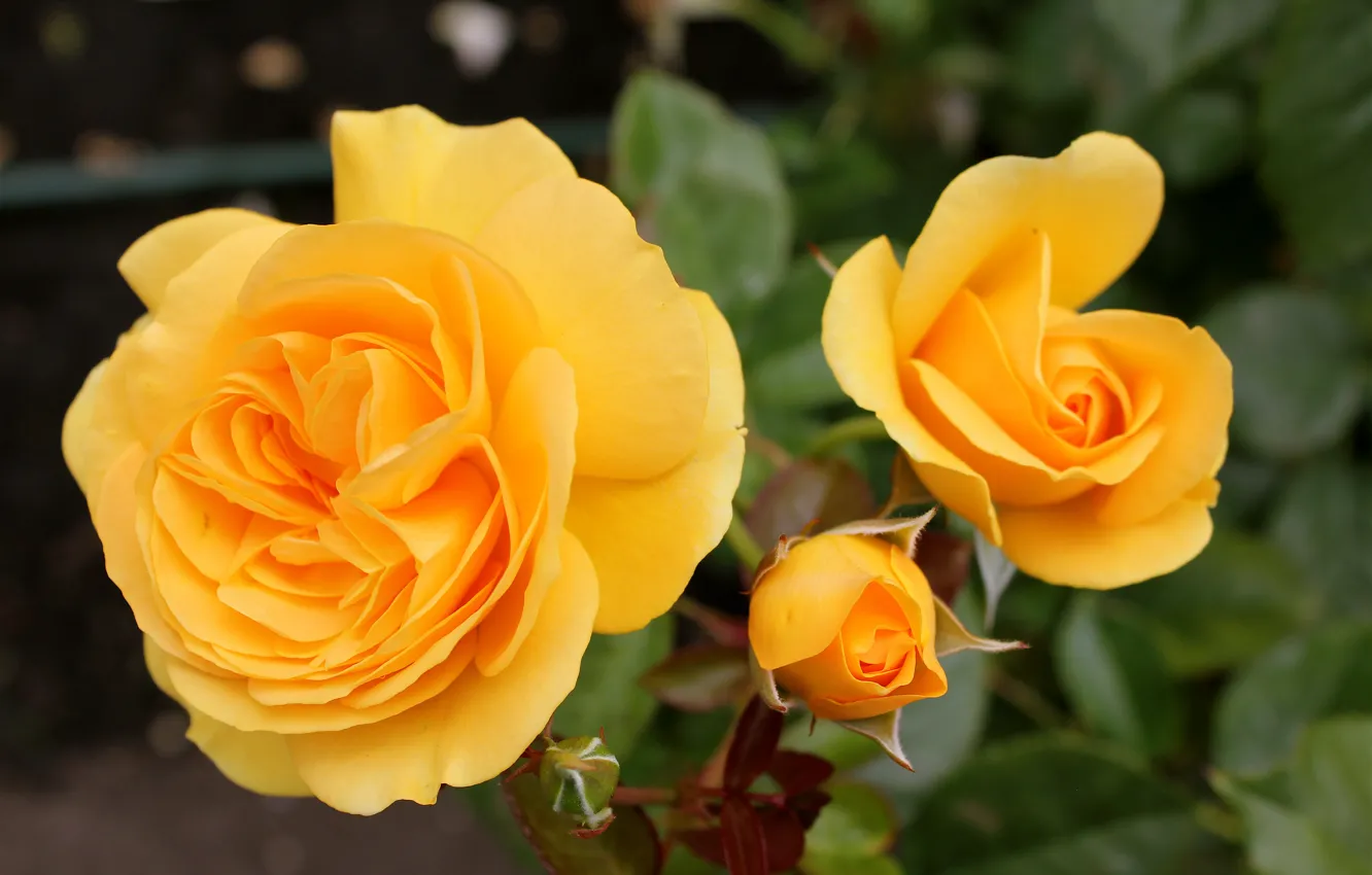Фото обои Розы, бутоны, yellow, жёлтые, roses