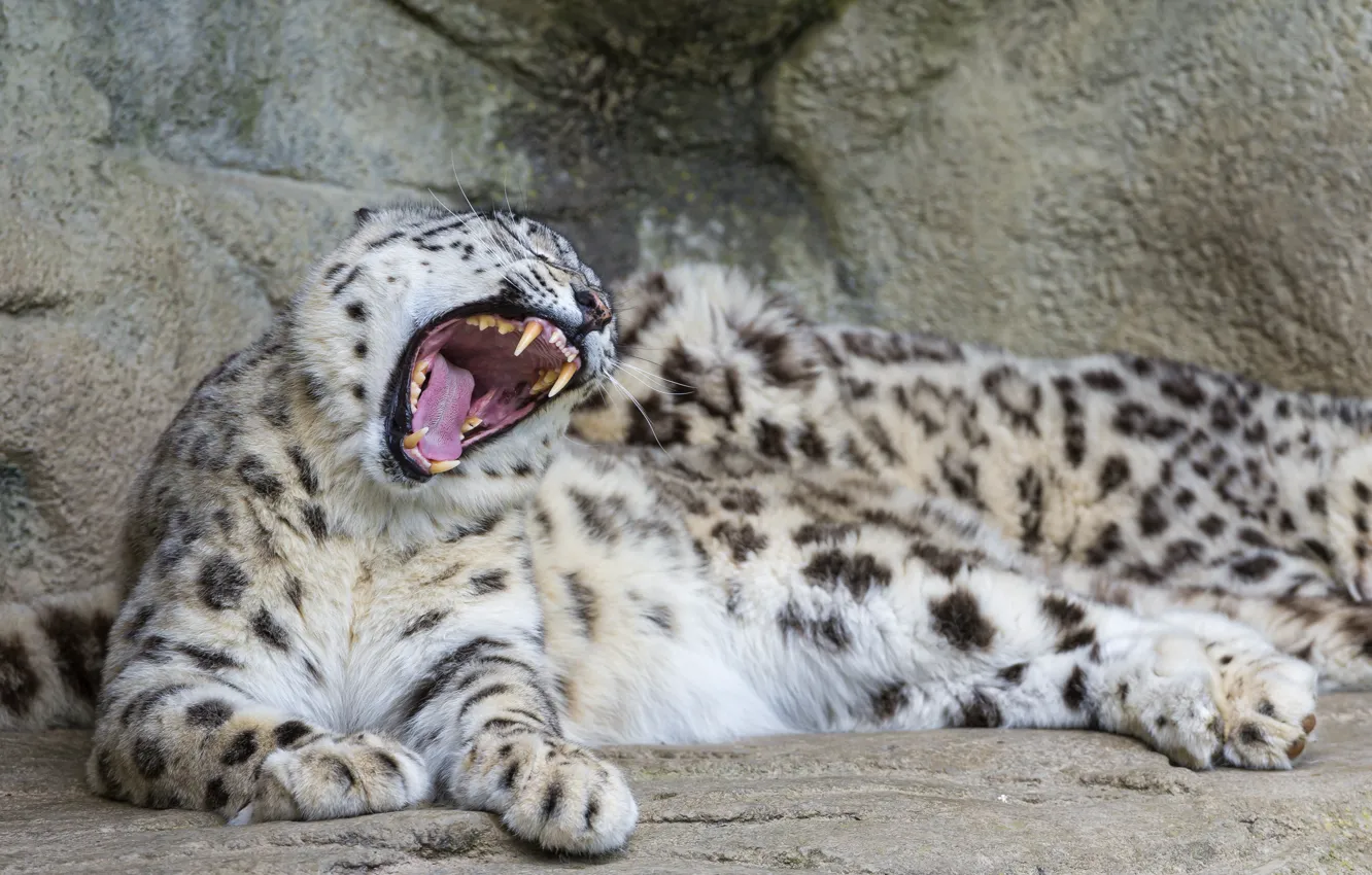 Фото обои кошка, камни, пасть, клыки, ирбис, снежный барс, зевает, ©Tambako The Jaguar