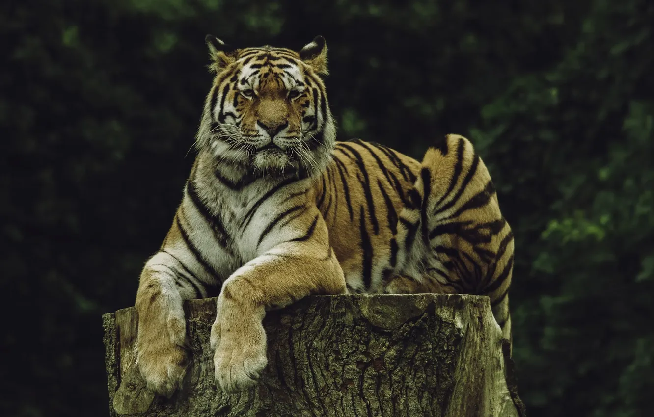Фото обои tiger, animal, wildlife, big cat