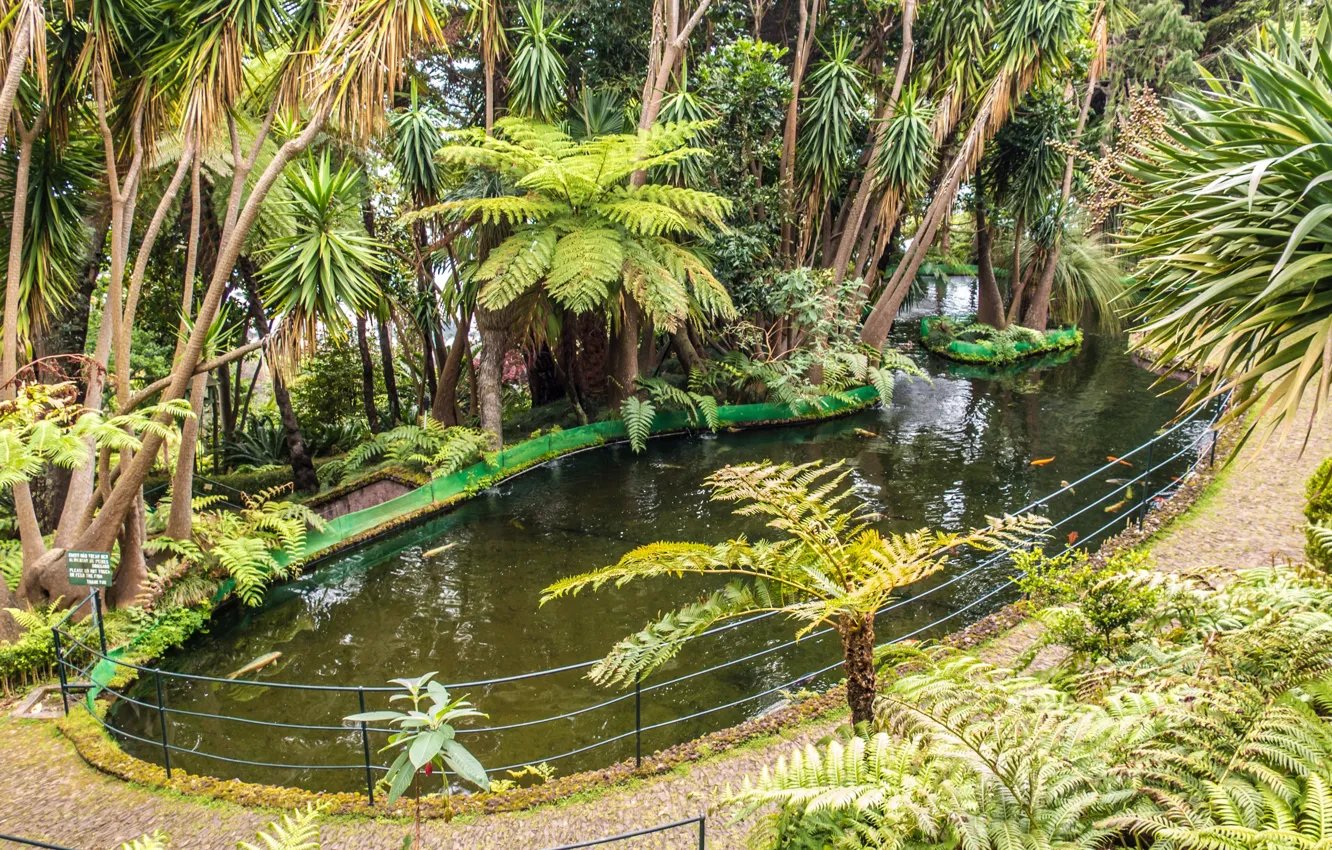 Фото обои тропики, пруд, пальмы, garden, tropical, Tropic, Monte palace