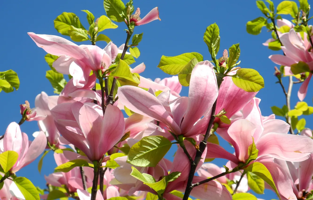 Фото обои макро, цветы, ветки, весна, розовые, бутоны, цветение, магнолия