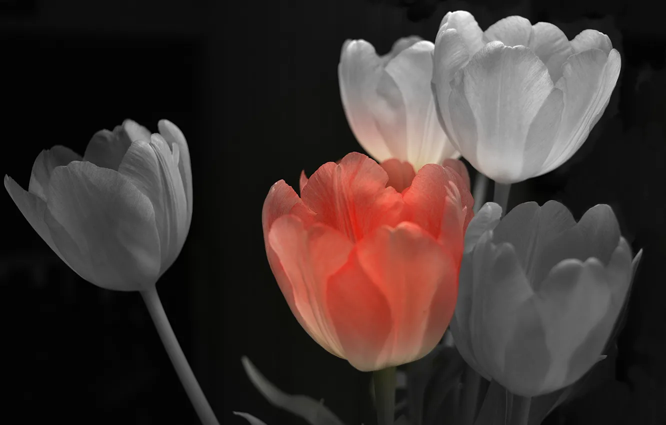 Фото обои фон, краски, лепестки, тюльпаны
