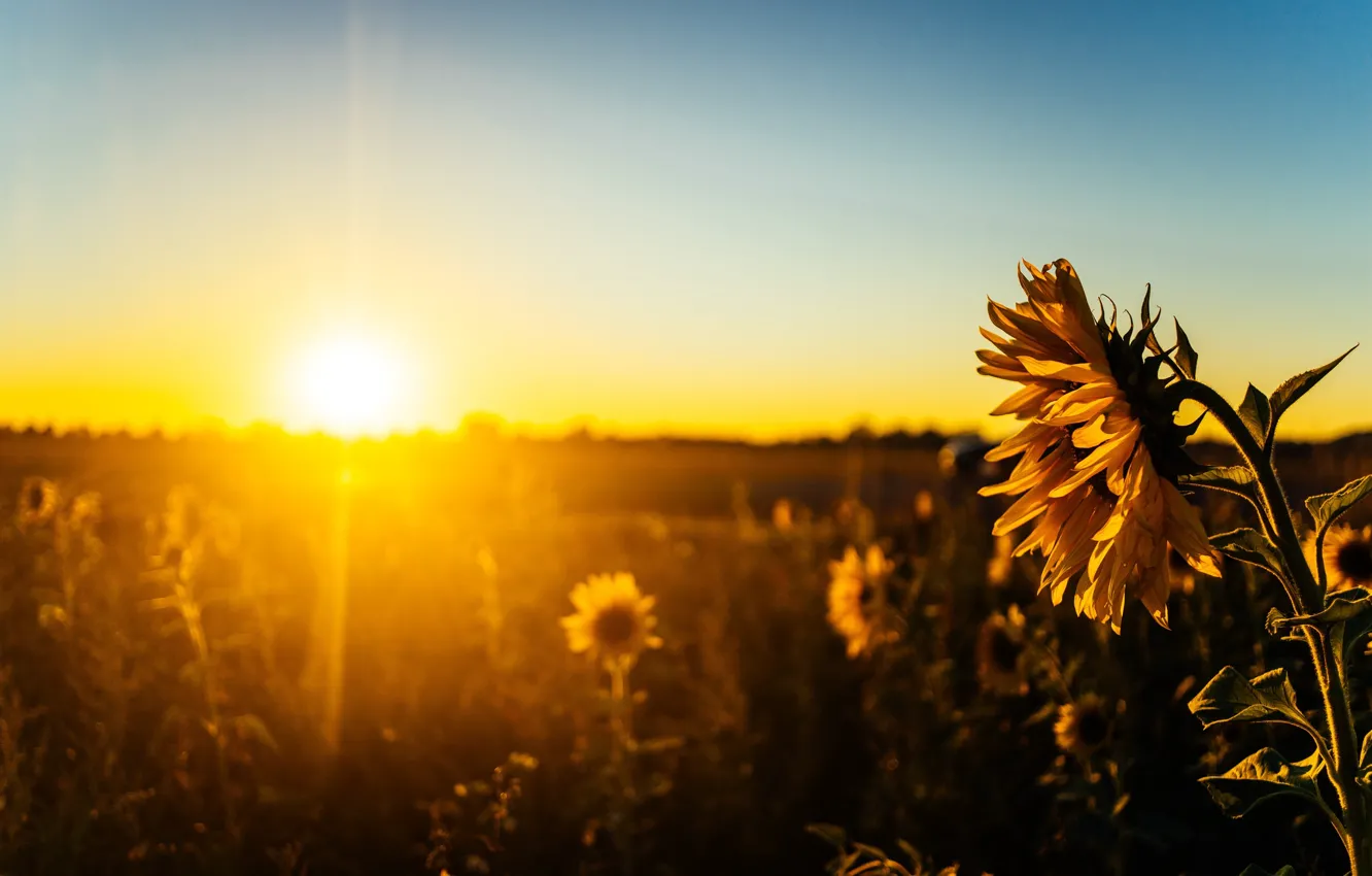Фото обои свет, подсолнухи, закат