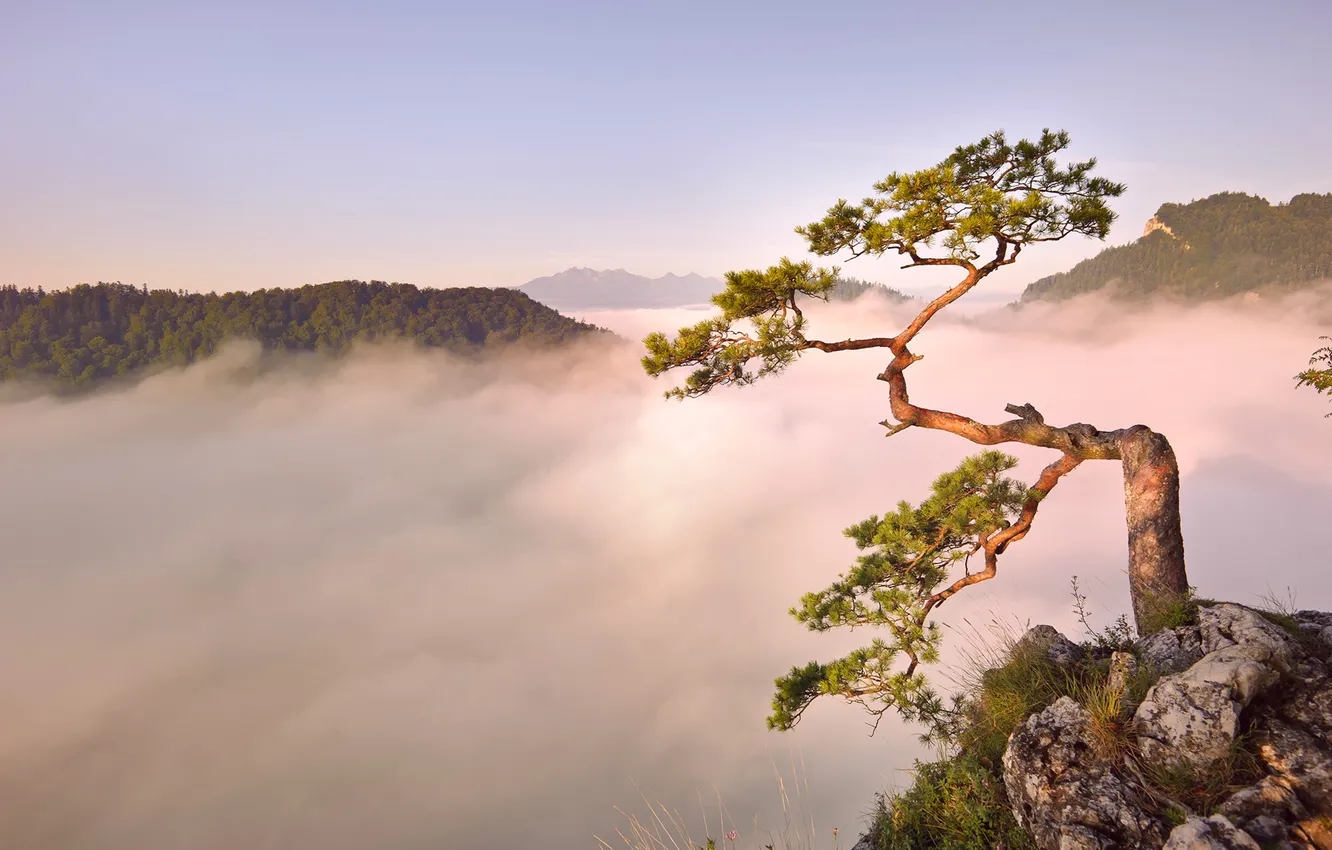 Фото обои горы, туман, дерево, рассвет, утро