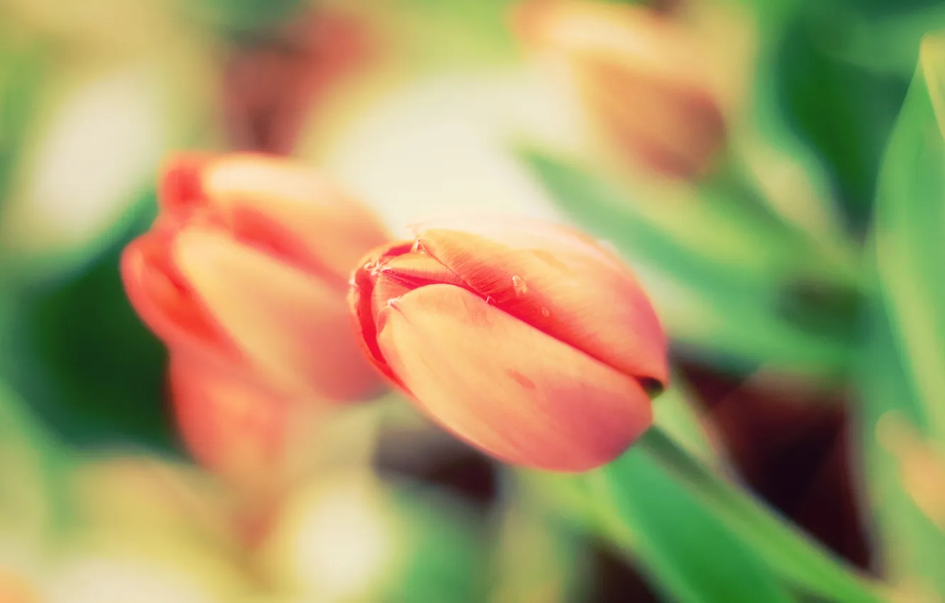 Фото обои Цветок, Тюльпан, Размытость, Красивый, Tulip