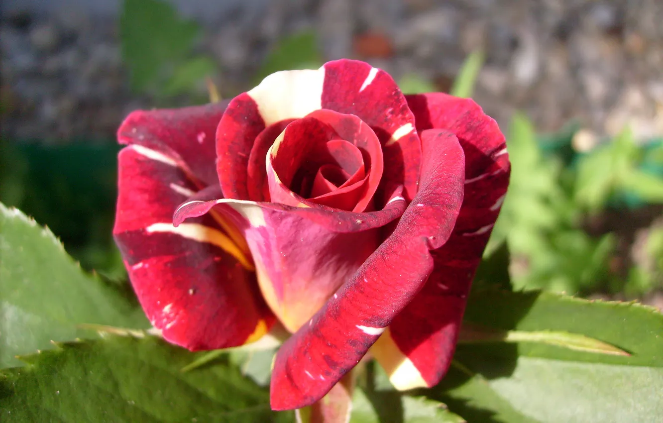 Фото обои цветы, розы, пятнистый