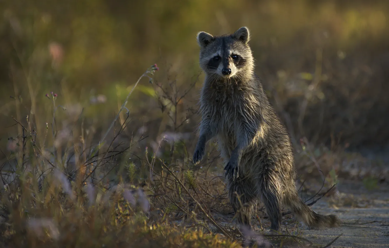 Фото обои природа, лапы, енот, стойка