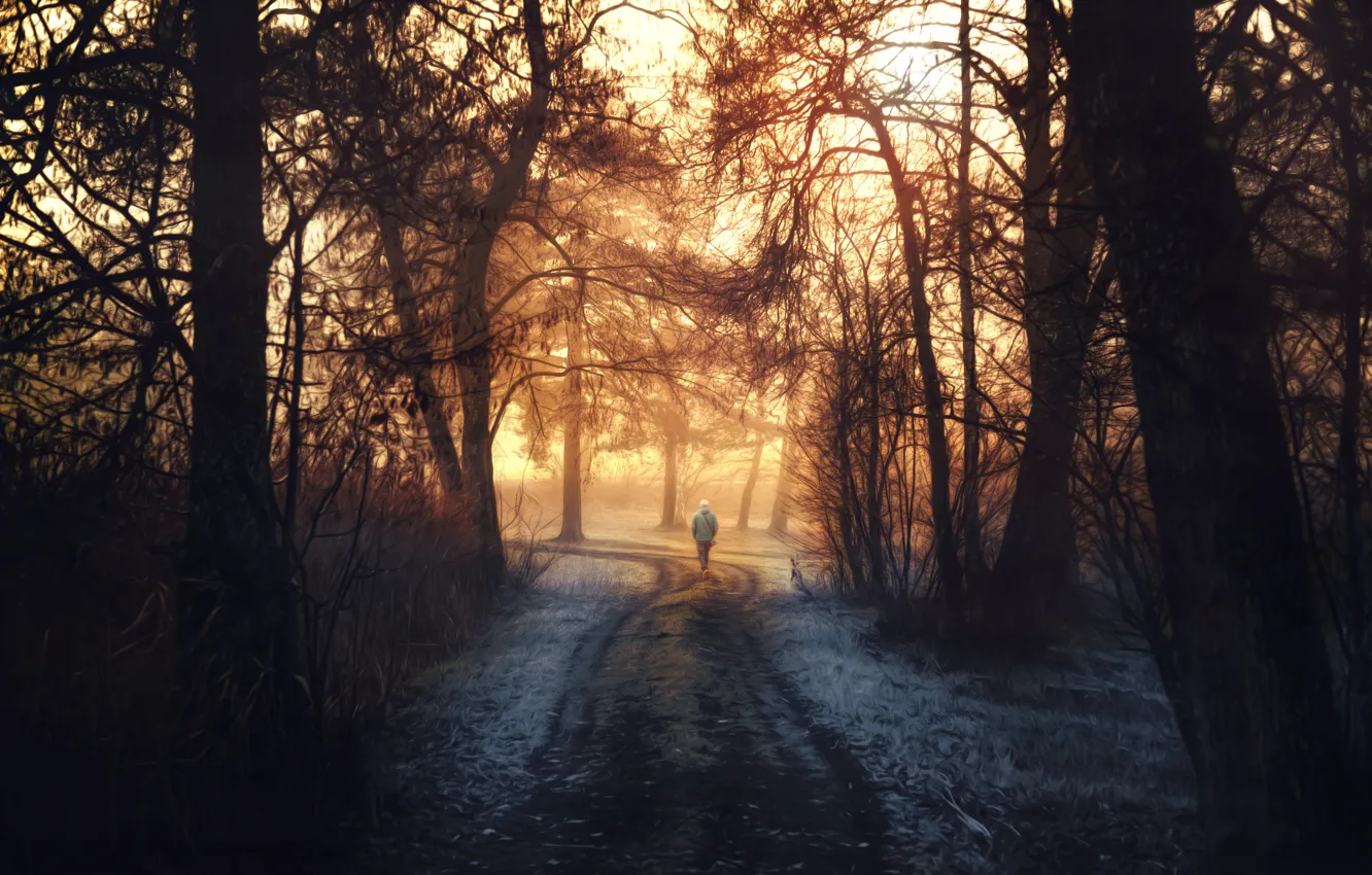 Фото обои лес, деревья, обработка, прохожий, Into the light