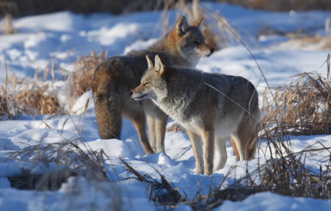 Фото обои зима, снег, парочка, койоты