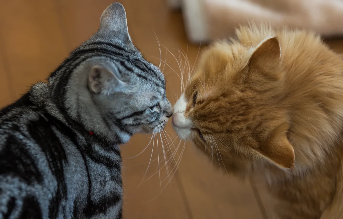 Фото обои усы, коты, шерсть, обнюхиваются
