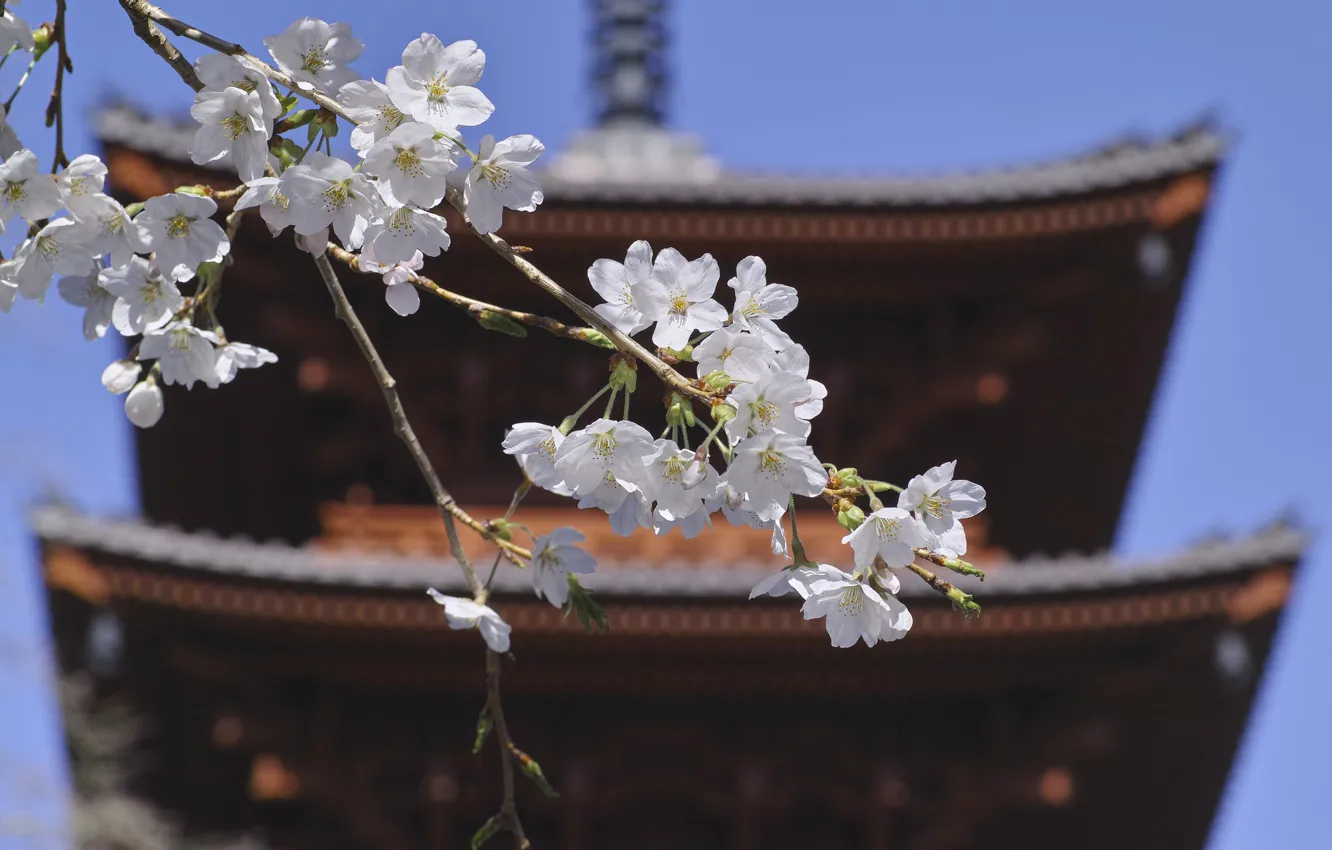 Фото обои крыша, небо, цветы, япония, ветка, сакура