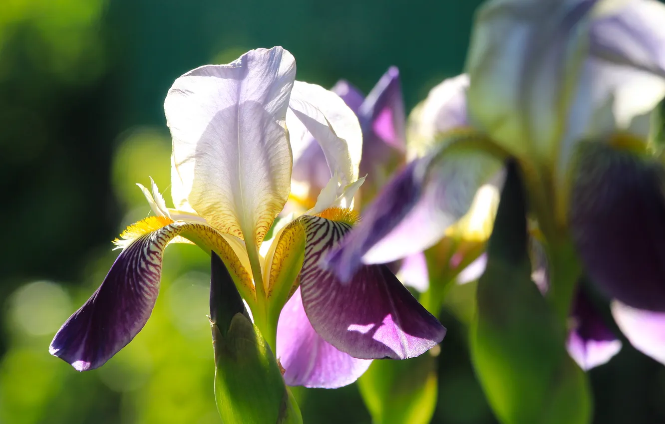 Фото обои flower, spring, lily