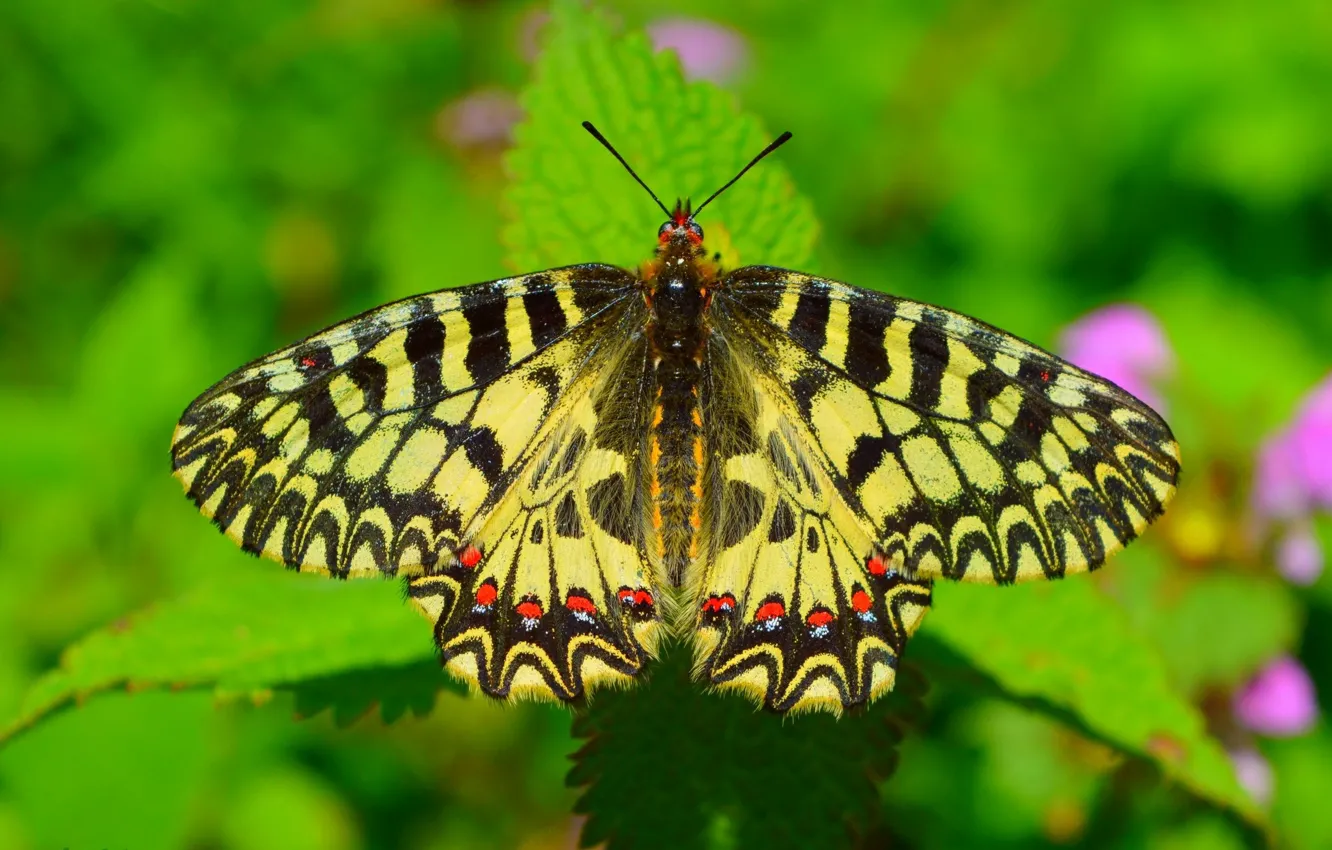 Фото обои Макро, Бабочка, Macro, Butterfly