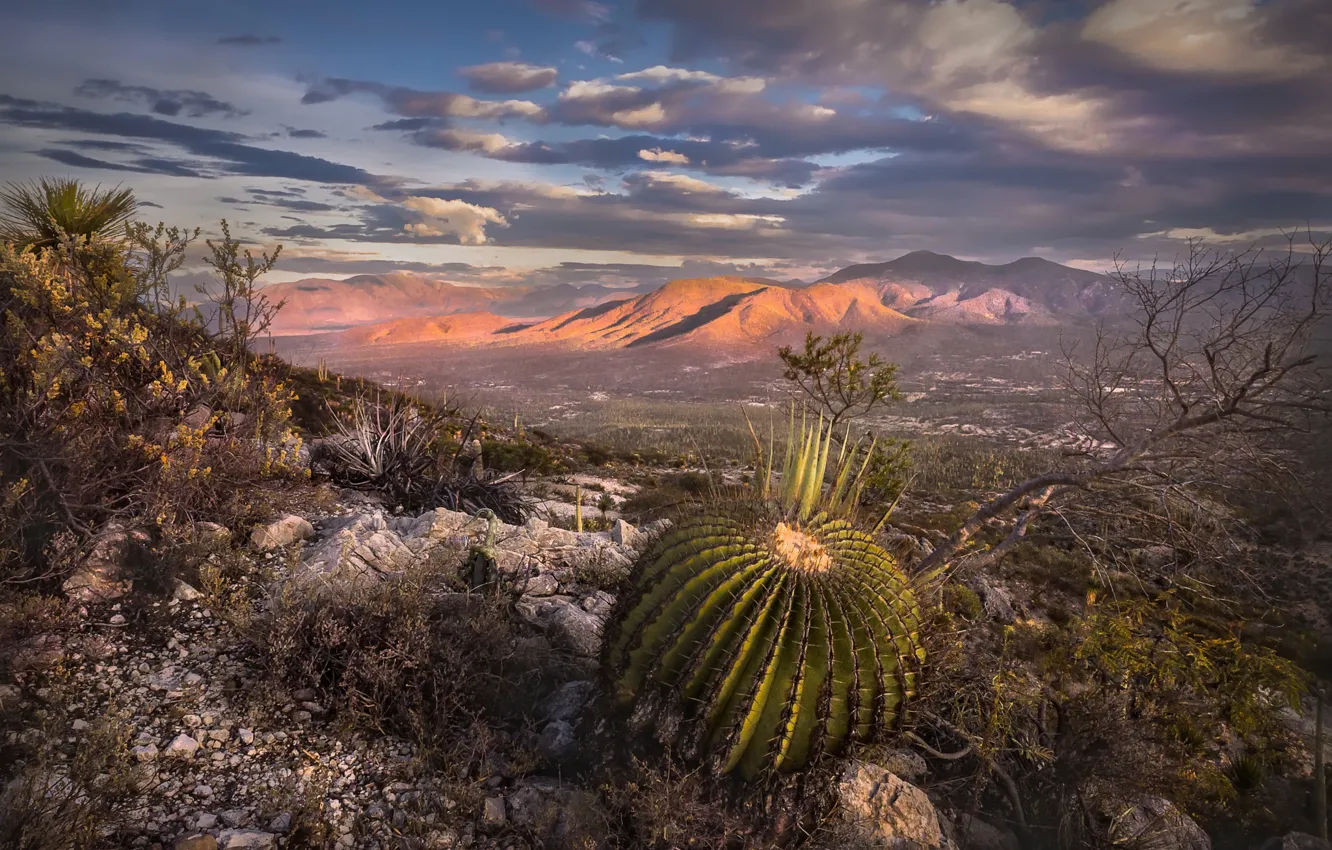Фото обои горы, долина, Мексика, кактусы