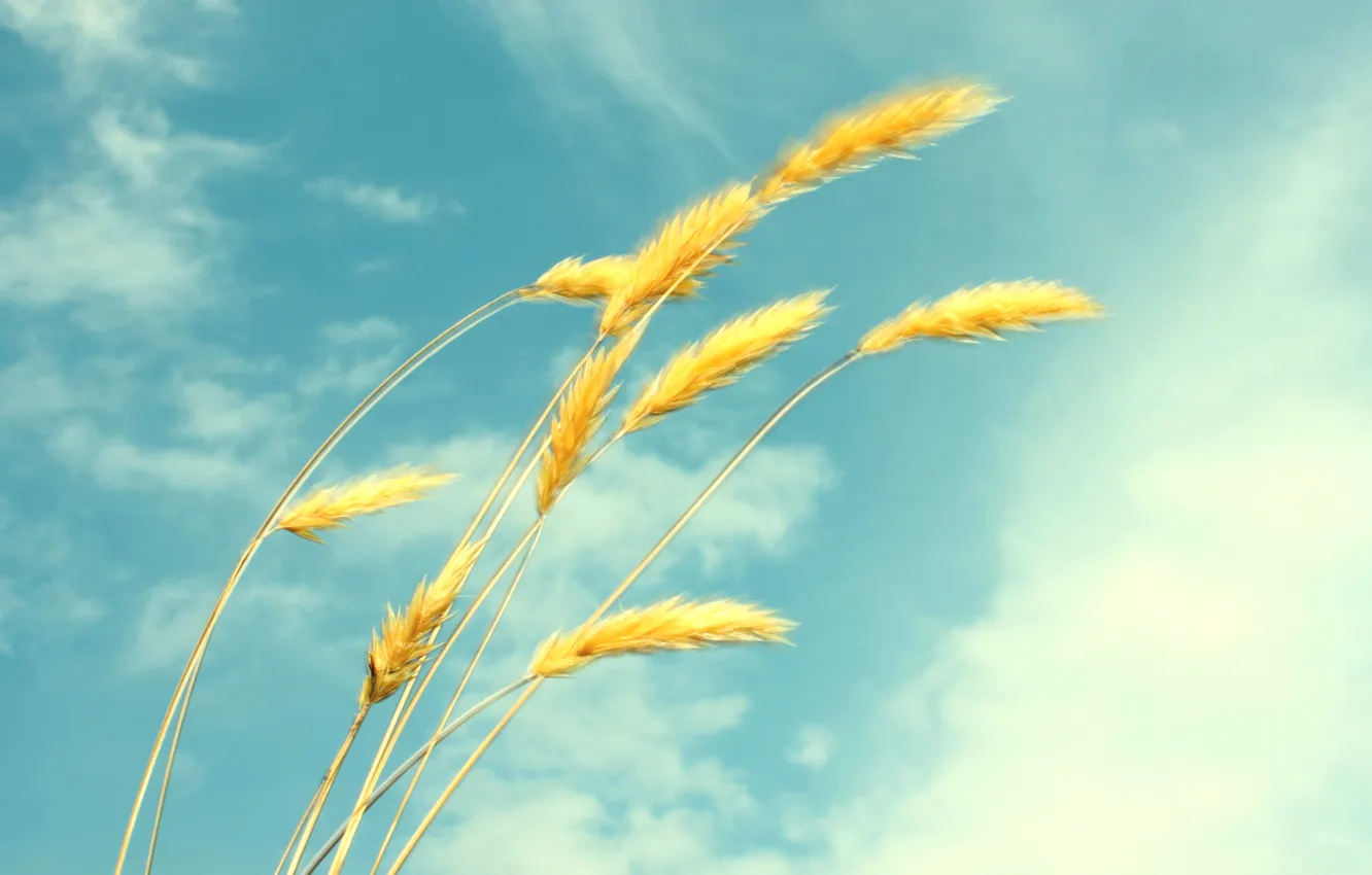 Фото обои пшеница, лето, небо, облака, легкость, колоски