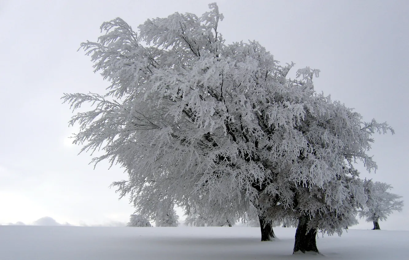 Фото обои зима, снег, деревья, природа, пейзажи