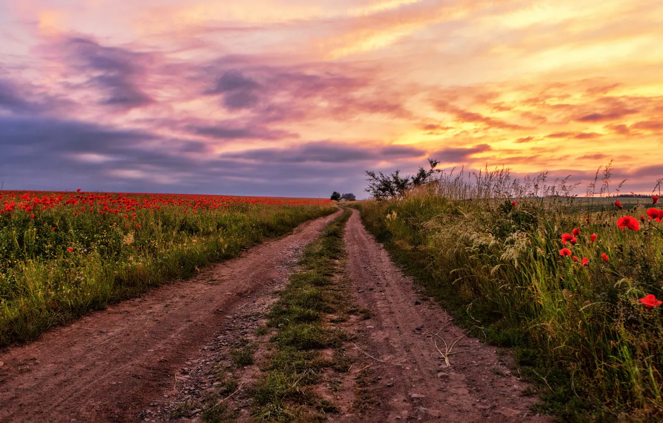 Фото обои дорога, поле, лето