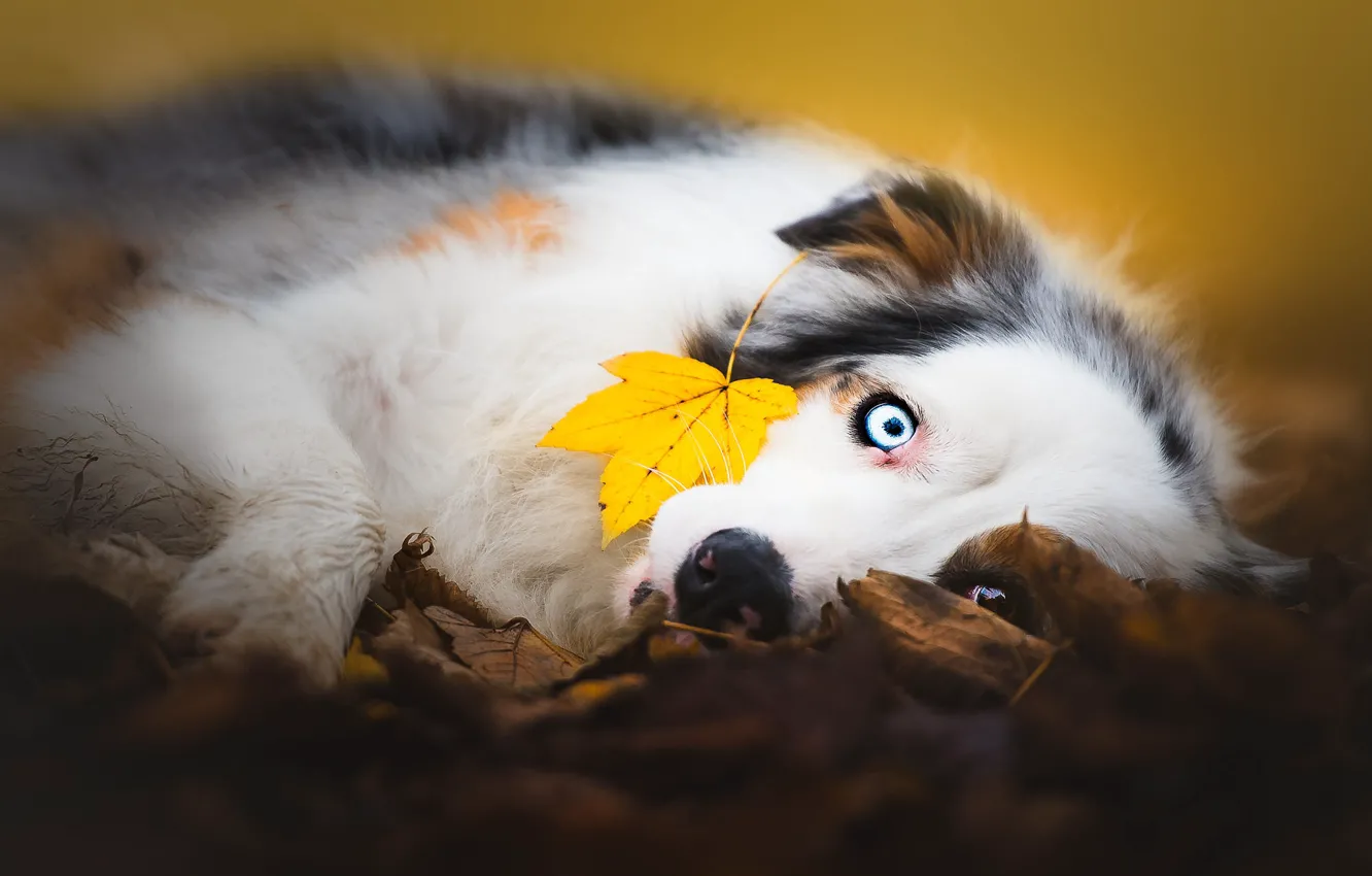 Фото обои осень, взгляд, морда, листья, желтый, природа, фон, настроение