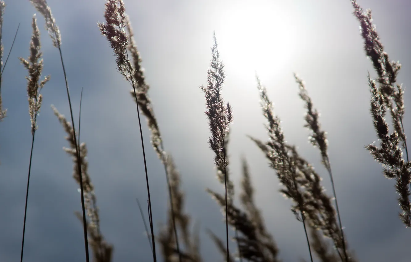 Фото обои небо, трава, солнце, тепло