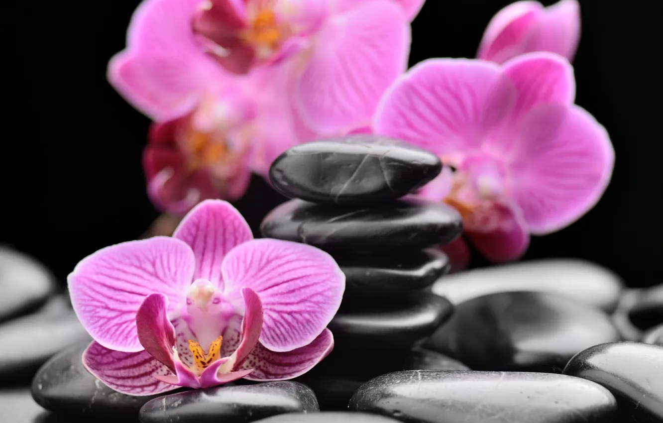Фото обои камни, орхидеи, спа