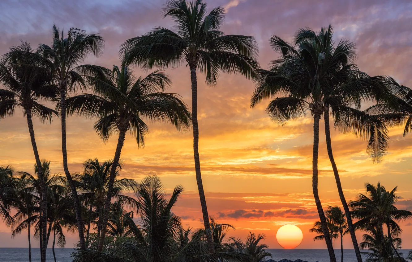 Фото обои море, закат, пальмы, Солнце, силуэт, Гавайи, США