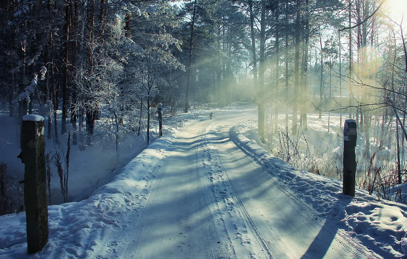 Фото обои зима, дорога, лес, снег, пейзаж, собака
