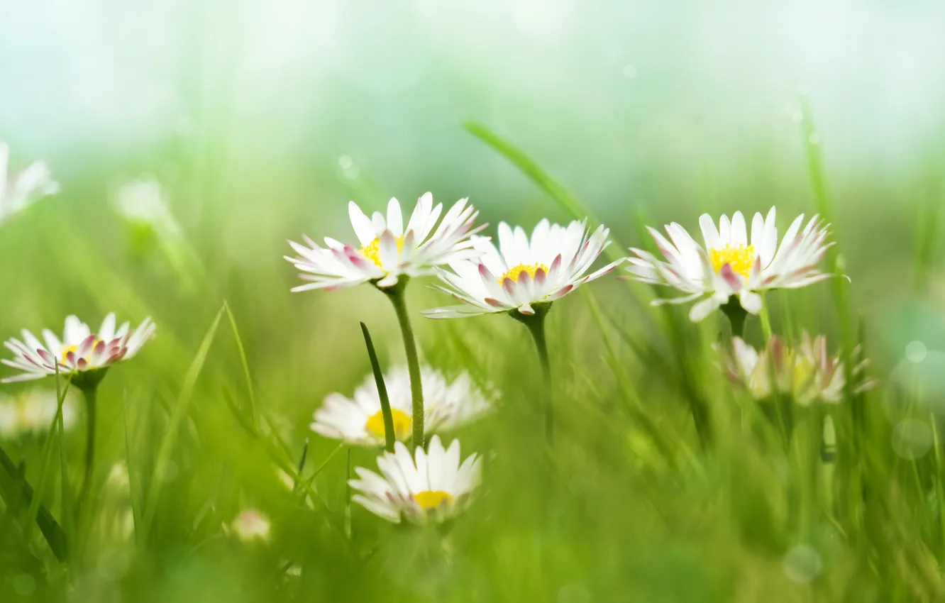 Фото обои ромашки, grass, травы, цветы ромашки, Chamomile, daisy flowers