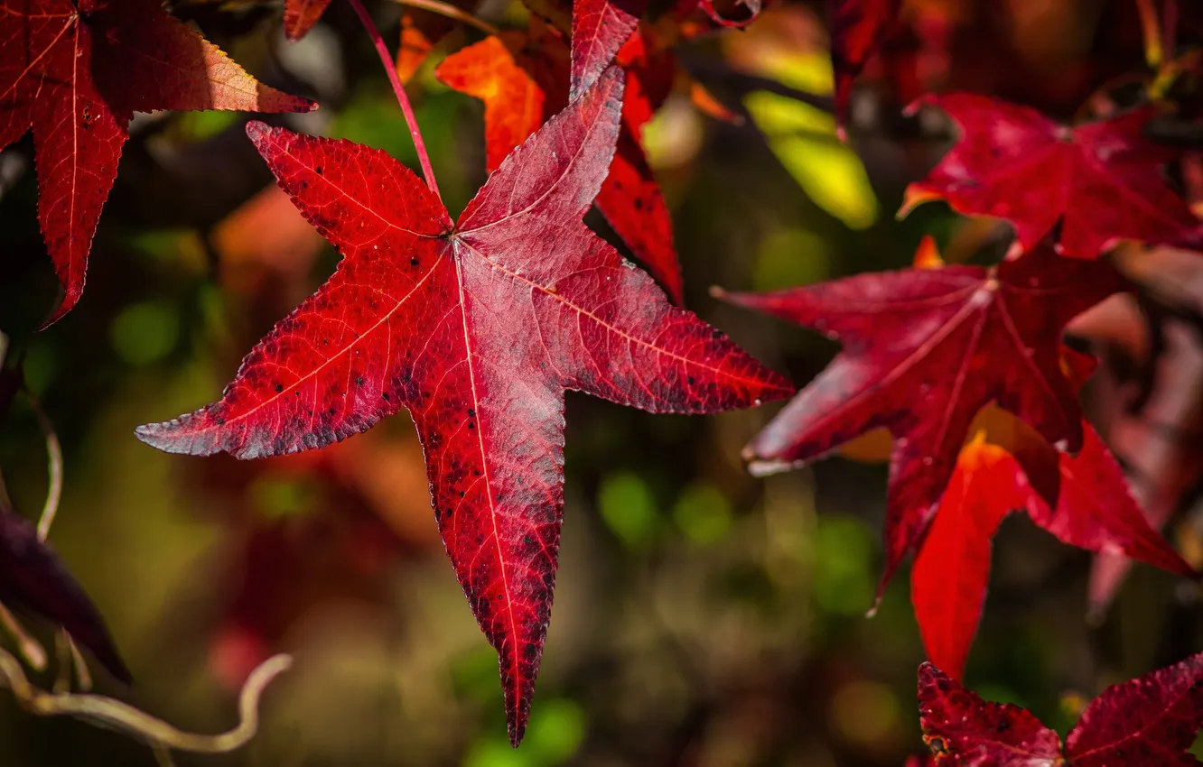 Фото обои осень, листья, природа, клен, багрянец