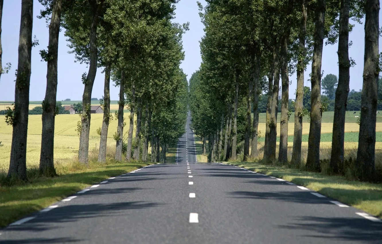 Фото обои дорога, трава, деревья, дерево, пейзажи, дороги, аллея, аллеи
