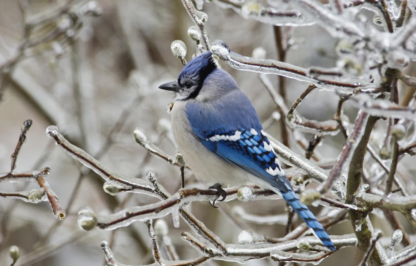 Фото обои лед, зима, ветки, птица, голубая, сойка
