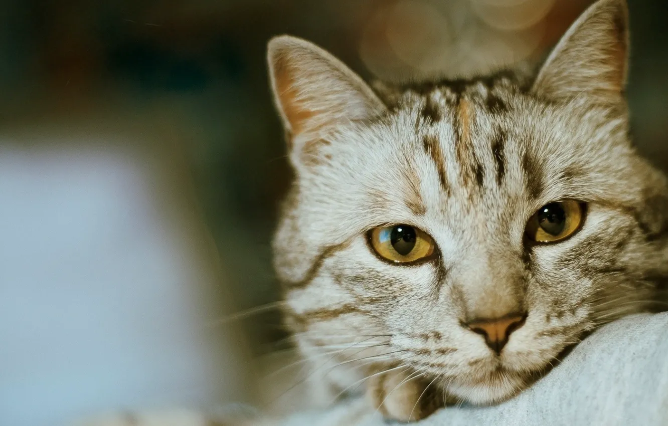 Фото обои eyes, Cat, animal, fur, ears, close up, whiskers, depth of field