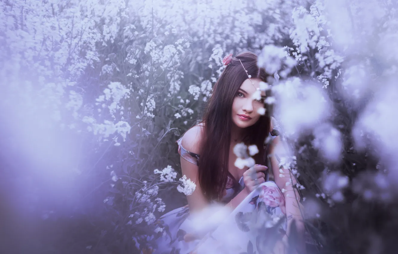 Фото обои поле, девушка, цветы, длинные волосы, сиреневый фон