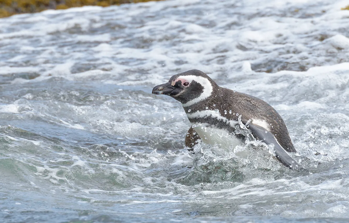 Фото обои море, вода, птица, пингвин, Магелланов пингвин