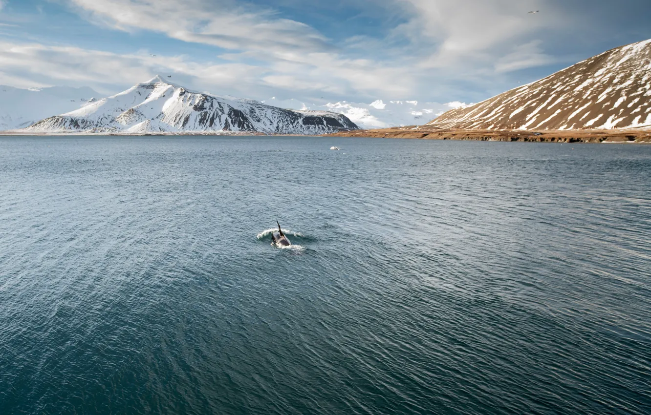 Фото обои sea, snow, mountais, seagulls, killer whales