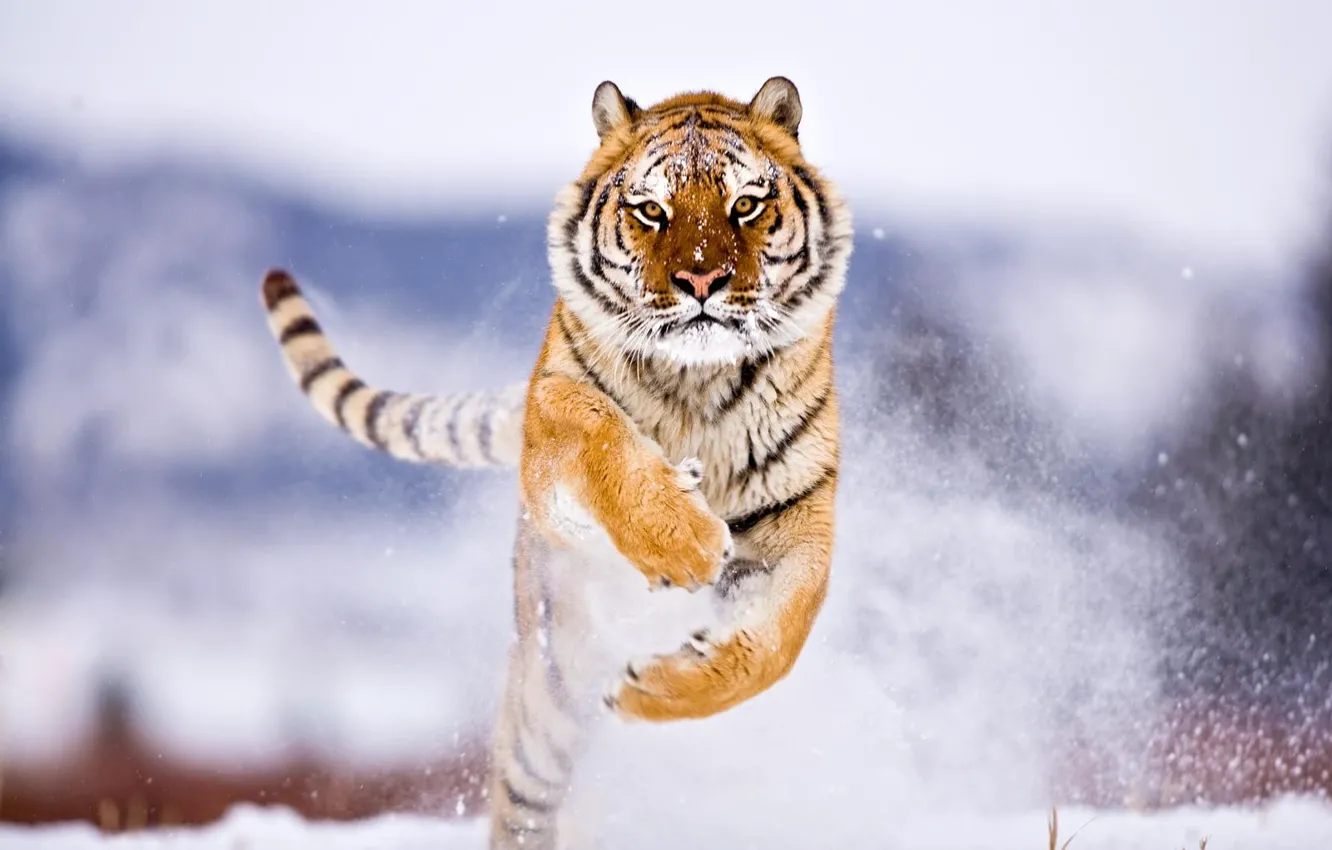 Фото обои Зима, Тигр, Снег, Прыжок