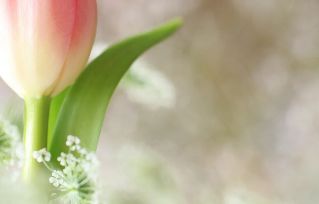 Фото обои цветок, фон, розовый, тюльпан, белые, мелкие