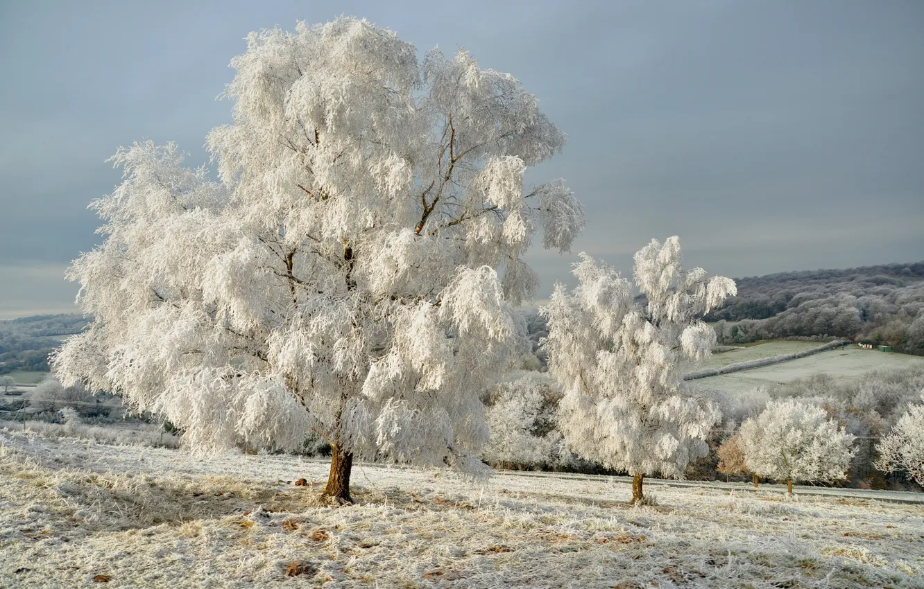 Фото обои зима, иней, снег, деревья, природа, дерево