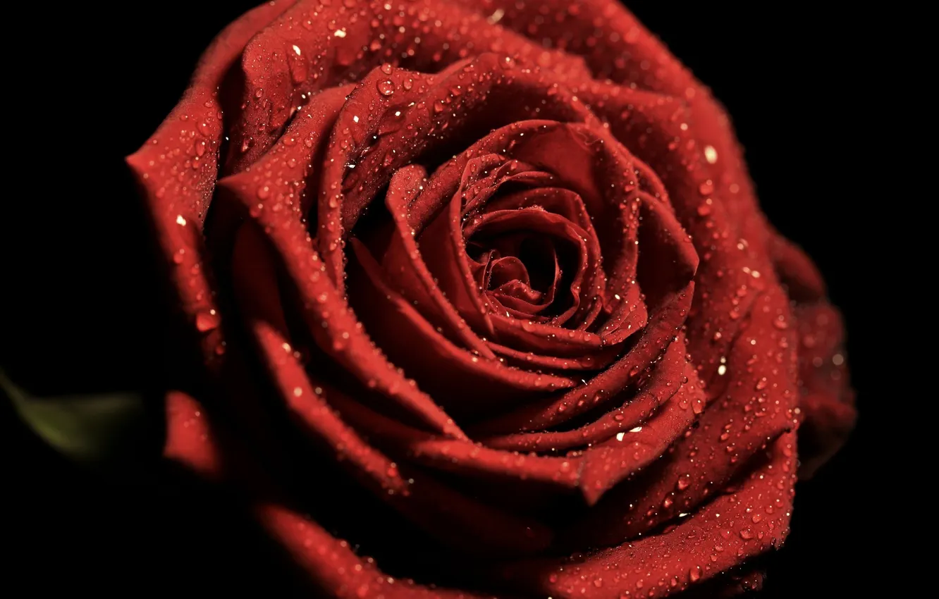 Фото обои капли, макро, роза, лепестки, красная
