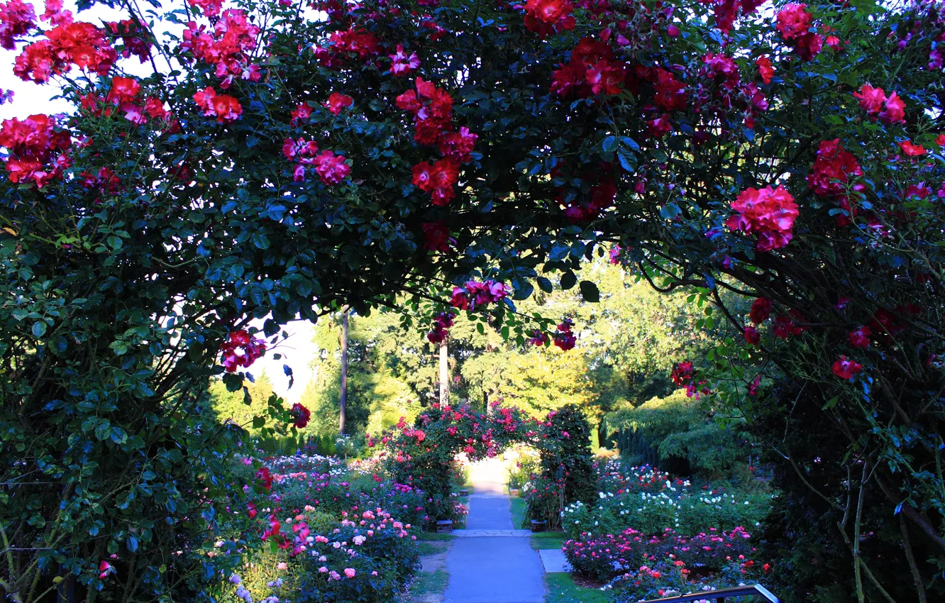 Фото обои парк, розы, Цветы, сад, арка, кусты, park, flowers