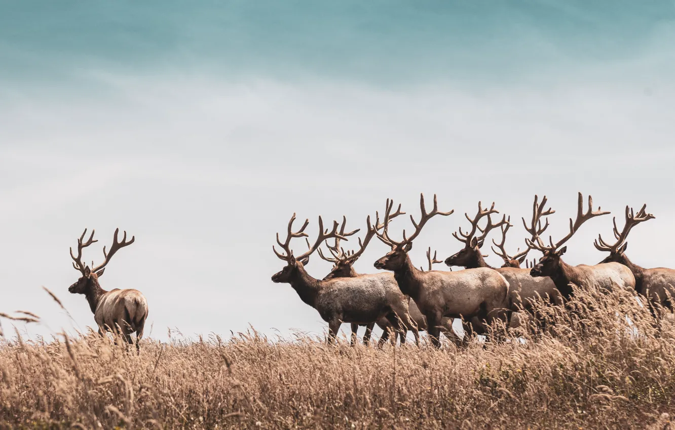Фото обои animals, deer, wildlife, group