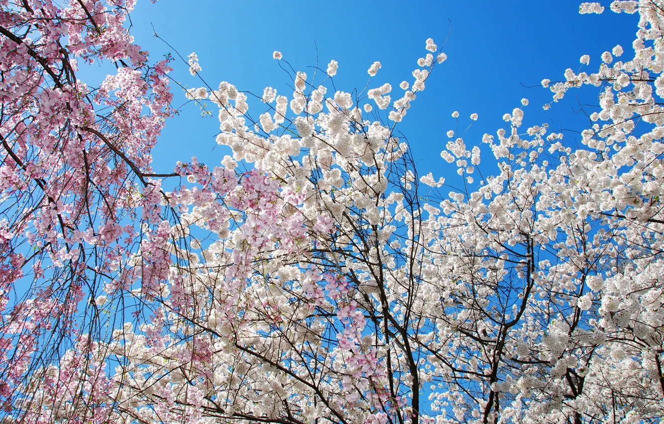 Фото обои небо, солнце, деревья, ветки, весна, цветение, цветки