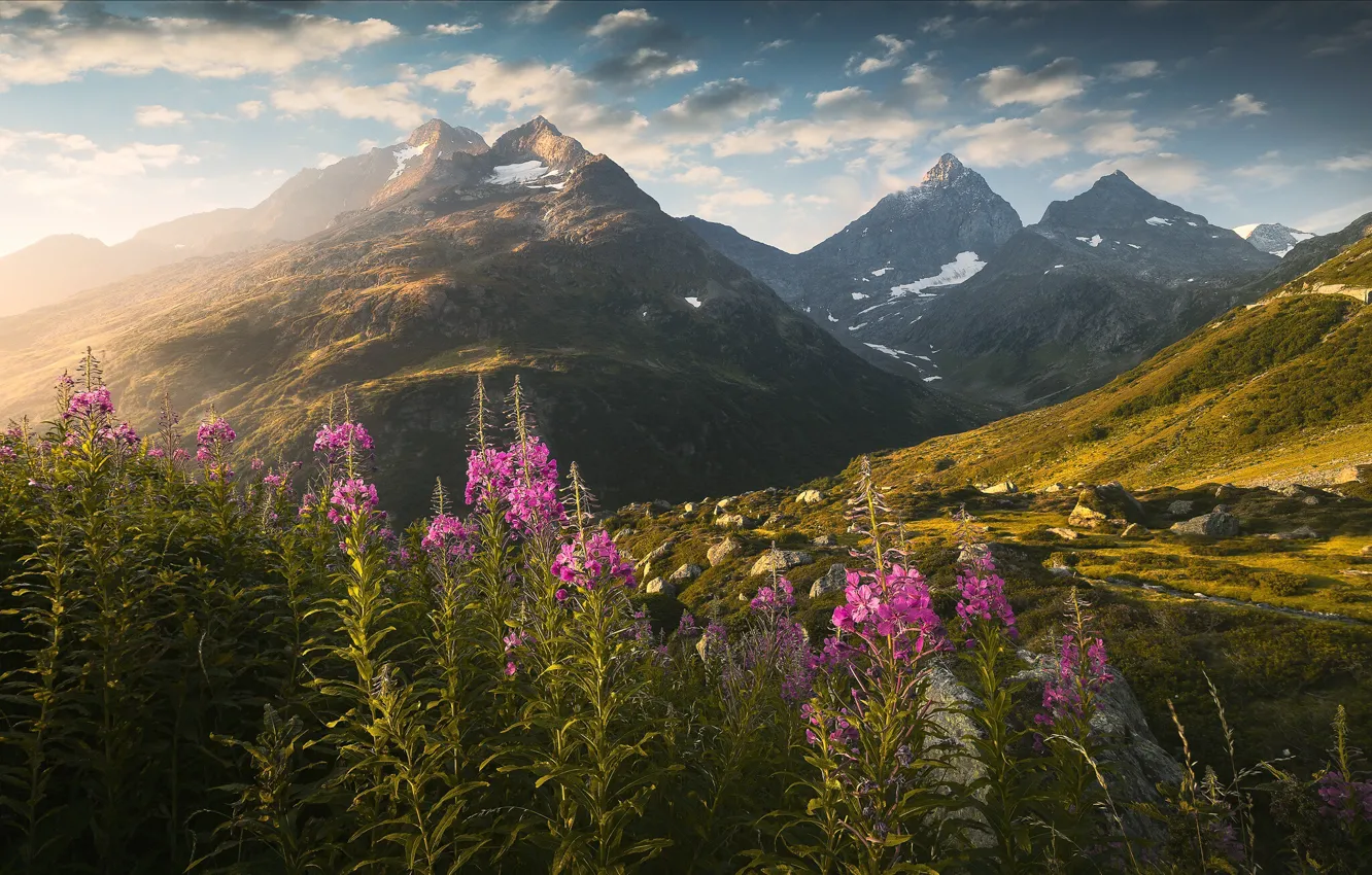 Фото обои пейзаж, горы, природа, камни, Швейцария, Альпы, травы, иван-чай