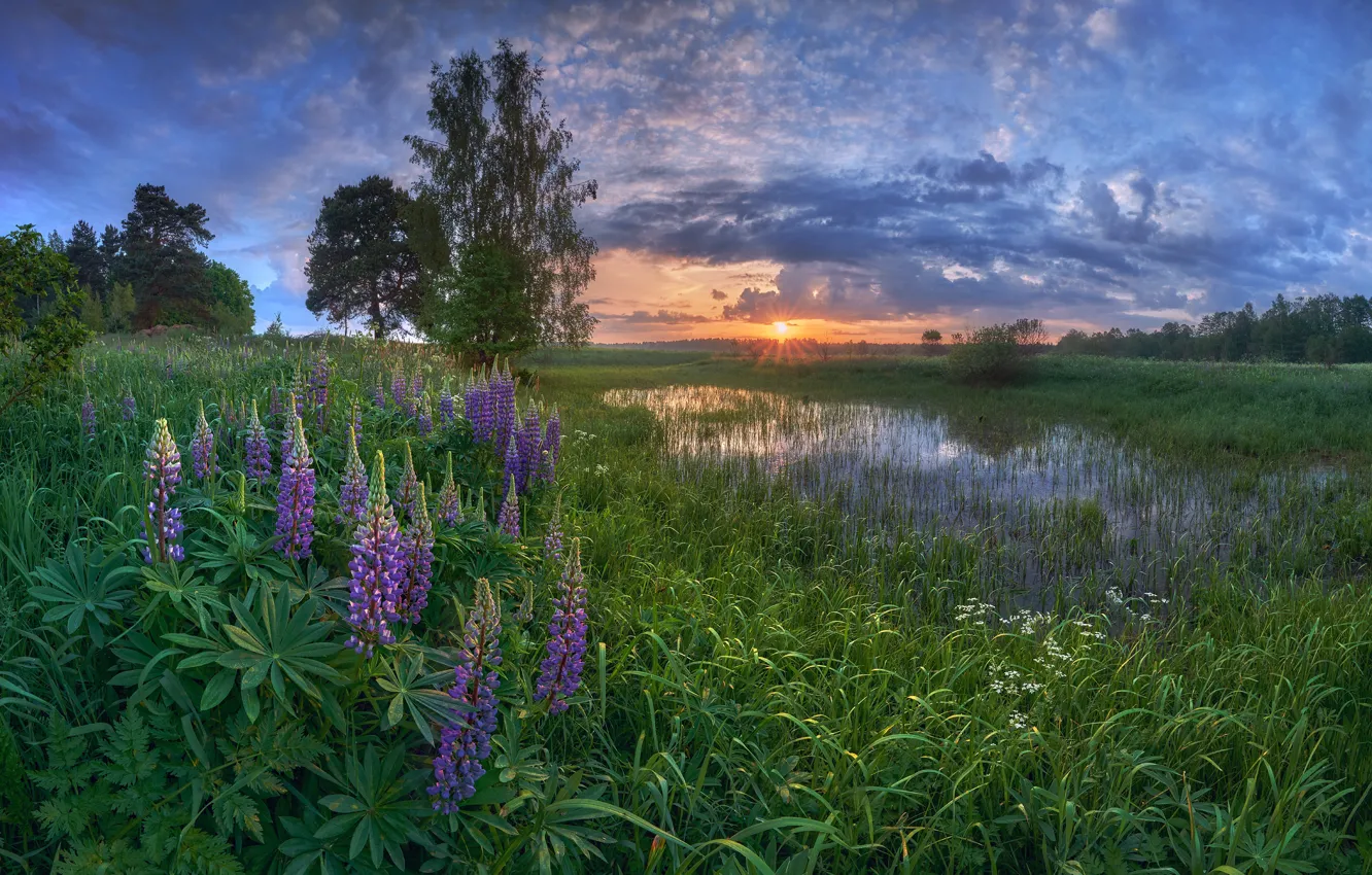 Фото обои трава, вода, солнце, лучи, пейзаж, закат, цветы, природа